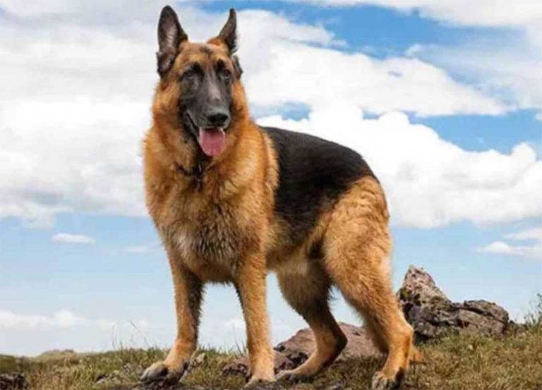 याे कुकुरकाे टाउकाेकाे मूल्य ८० लाख !