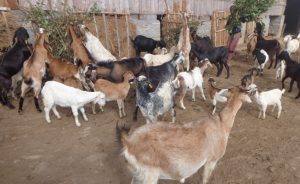 बाख्रापालनबाटै कमाउन सकिन्छ वार्षिक एक करोड