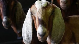 गर्भवती बाख्रामाथि सामूहिक बलात्कार !
