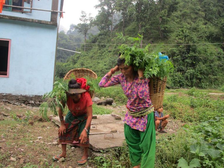 सिद्धिका चेपाङलाई घाँसको विरुवा
