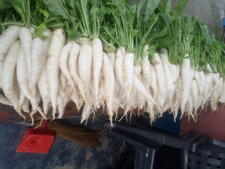 व्यवसायिक कृषिमा प्रेरणाको स्रोत बने गाउँपालिका अध्यक्ष, मासिक डेढ लाख आम्दानी