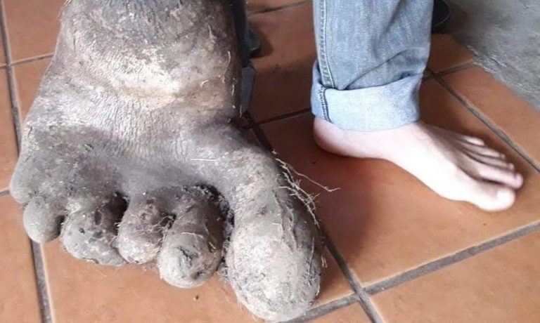 यस्ताे अचम्मकाे अालु : ८ किलाे ताैल, पैतालाकाे अाकार