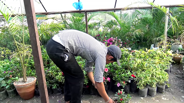 वातावरण विज्ञान पढेर कृषिमा जादु गरेका मनिष (भिडियो कथा)