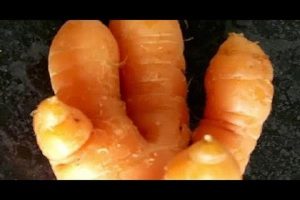 जब यस्ताे अचम्मकाे गाँजर फल्याे