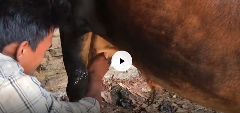 दैनिक एक माना दुध दिने यो दुधालु गोरु (भिडियोसहित)