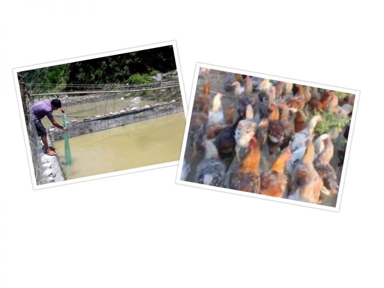 भण्डारी दम्पतीको कथा : जसले गाउँलाई नै माछामासुमा आत्मनिर्भर बनाए