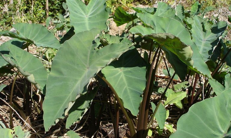 खेतीपातीको काम सकिएपछि कर्कलाकाे भित्री पात खाएर मनाइने ओल्के पर्व