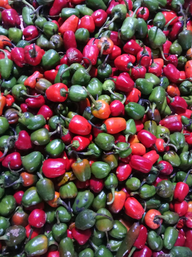 यसरी गर्नुहोस अकबरे खुर्सानीको खेती (सम्पूर्ण प्रकृयासहित)