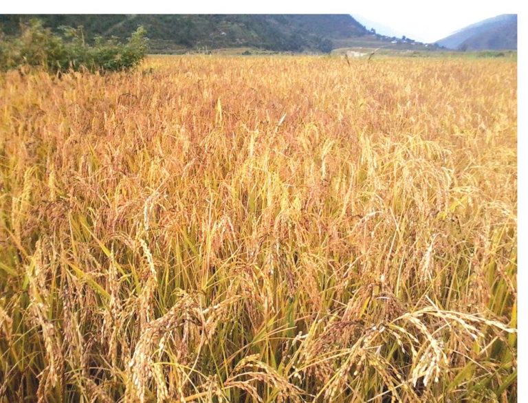 पर्सामा ४६ करोड बढीको धान उत्पादन 