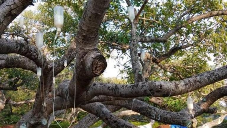 रुख बिरामी भएपछि स्लाइनमार्फत औषधि दिइँदै (तस्बिरमा)