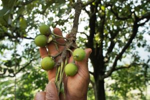 माैरीकाे चरनक्षेत्र जोगाउन चिउरीका विरुवा