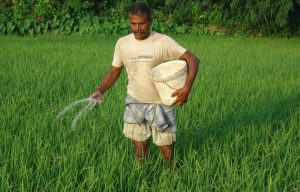 रासायनिक मलको प्रयोगले उर्वराशक्ति घट्यो