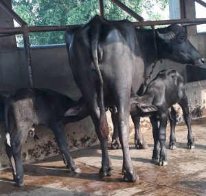 गाई भैँसीलाई सुत्केरी भत्ता