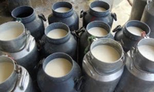 बाह्र करोड लागतमा दुग्ध उद्योग