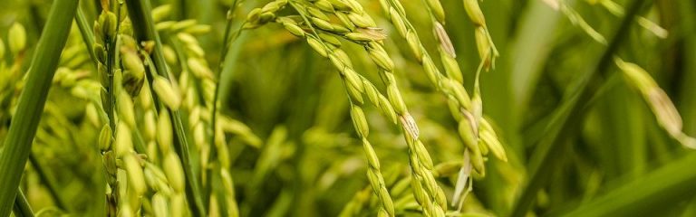 खुमल–४ धानप्रति किसानको आकर्षण