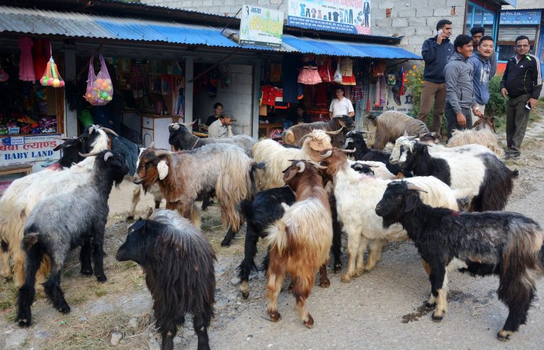 च्याङ्ग्राको मासु प्रतिकेजी सात सय रुपैयाँ