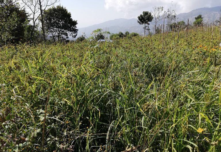 लोप हुँदै पुराना बाली, कोदो पाउनै मुस्किल