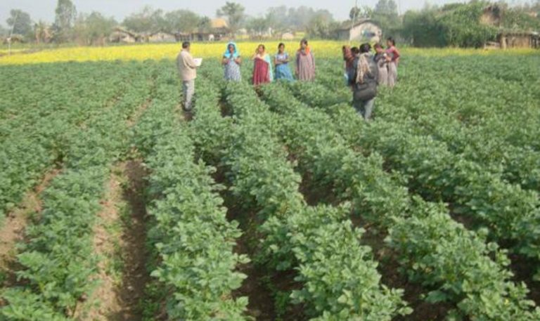 सफल हुँदै प्रधानमन्त्री कृषि आधुनिकीकरण परियोजना