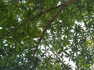 सवा दुई करोड बराबरको रुद्राक्ष लुटियो