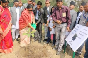 sital-niwas-tree