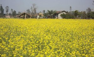 जग्गाको खण्डीकरणले चितवनमा घटेको तोरी उत्पादन फेरी बढ्यो