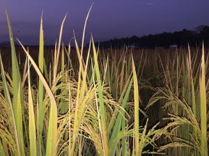 जिन ब्याङ्कमा एक लाख जातका धान संरक्षित