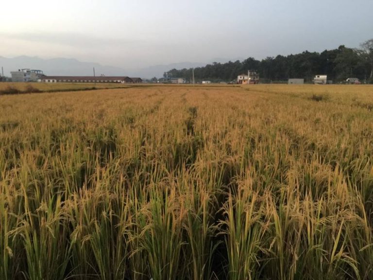 चितवनमा धान उत्पादनमा वृद्धि