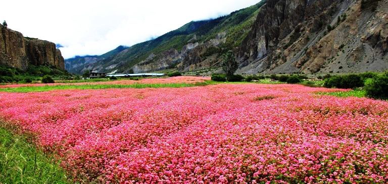 मुस्ताङमा फापरको उत्पादन बढ्यो