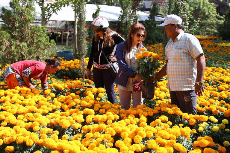 तिहारको समय धनुषामा ५० लाखको  फूल बिक्यो
