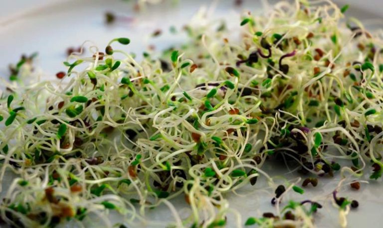 यसकारण सेवन गर्नुस अंकुरित भोजन (उमार्ने तरिका पनि)