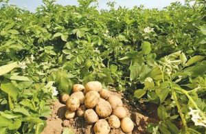 बाँकेमा आलु उत्पादन राम्रो