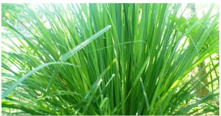 यस्ता छन लेमनग्रासका फाइदा