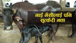 गाई भैँसीलाई पनि सुत्केरी भत्ता दिइने