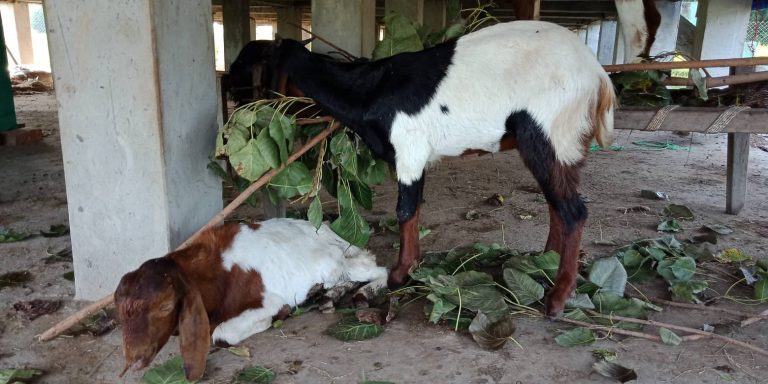 बाँकेमा अज्ञात रोगबाट एक हजारभन्दा बढी बाख्रा मरे