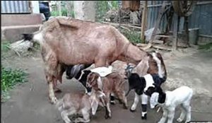 काठे बाख्राले पायो ६ वटा पाठापाठी