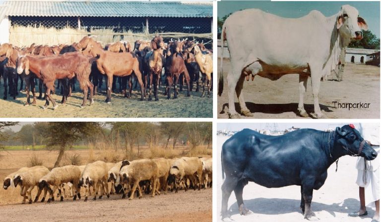 सफल महिलाकाे कथा : पशुपालनबाट वार्षिक १२ लाख आम्दानी