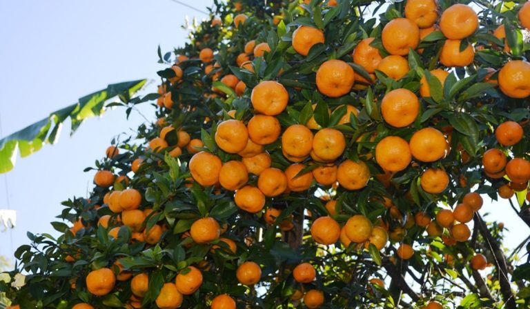 बागलुङमा बेमौसमी सुन्तलाको परीक्षण,असोजमै पाक्यो सुन्तला !