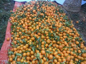 म्याग्दीमा ३३ करोड ४६ लाखको सुन्तला बिक्री