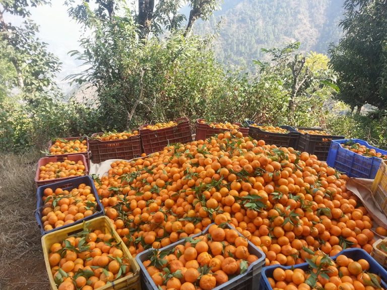 मुसिकोटे युवाको परिचय बन्दैछ सुन्तला