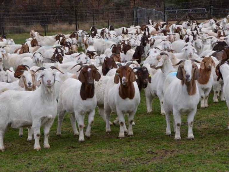 बाेयर जातकाे बाख्रा पाल्ने साेचमा हुनुहुन्छ ? सरकारले सहुलियतमा पाठापाठी दिँदैछ ।