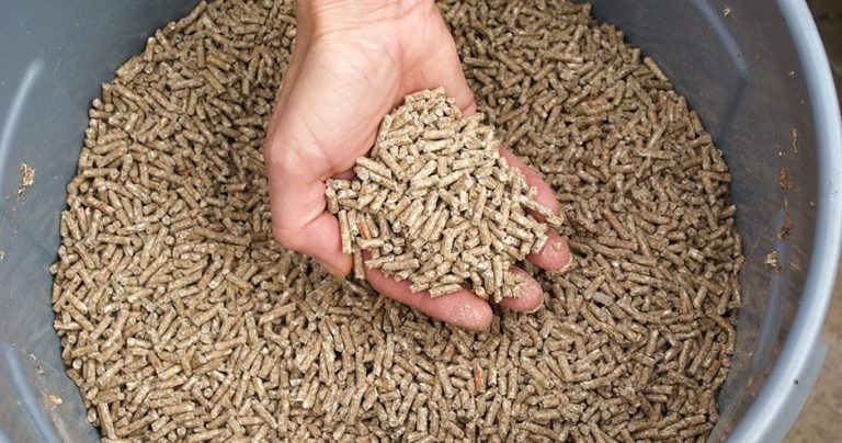 कुखुराको दानाको मूल्यमा भारी वृद्धि