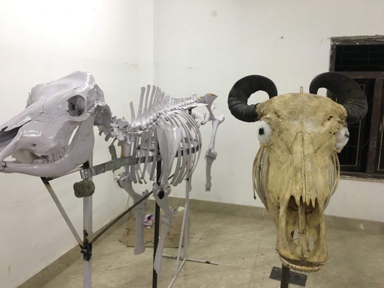 पोलिटेक्निकका विद्यार्थीले बनाए अस्थिपञ्जर (फाेटाे फिचर)