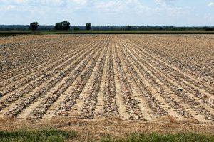 8-fields