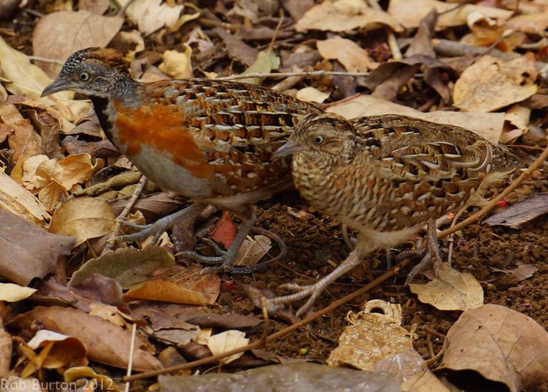छाेटाे समयमा राम्राे अाम्दानी हुने बट्टाइ पालन गर्ने की ?