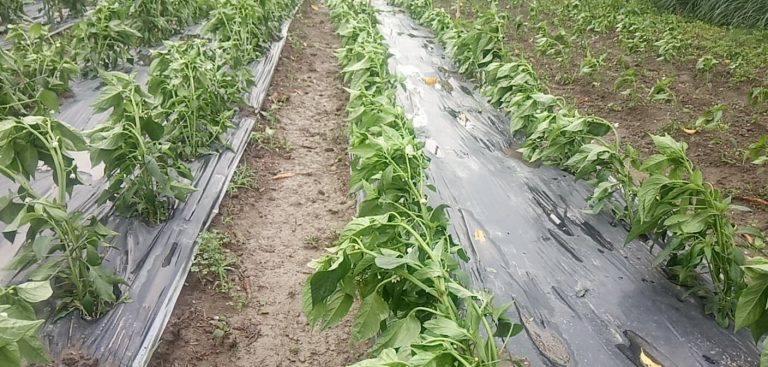 हावा र पानीले किसानले लगाएको २ लाख बराबरको खुसार्नीमा क्षती