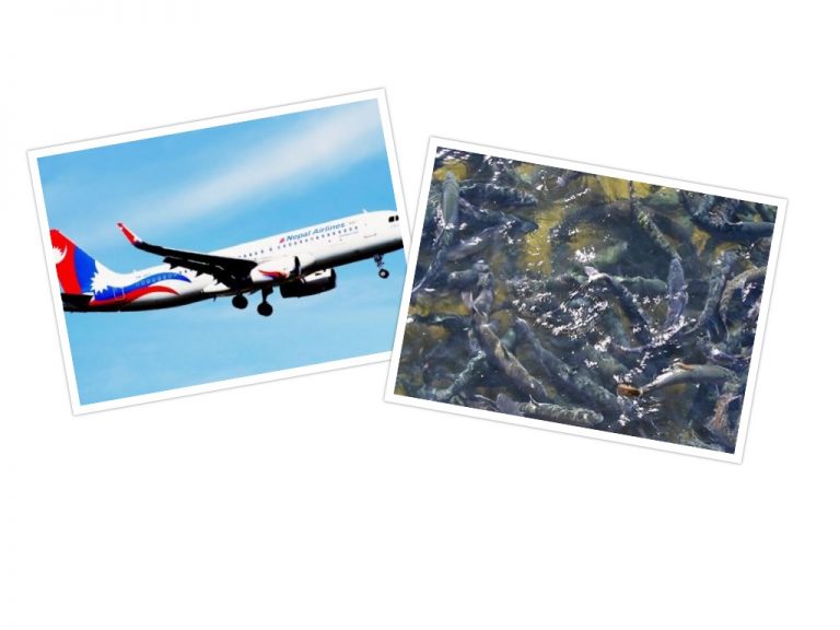 विदेशको दुखले सिकाएको पाठ, माछापालनबाट मासिक लाखौको कमाई