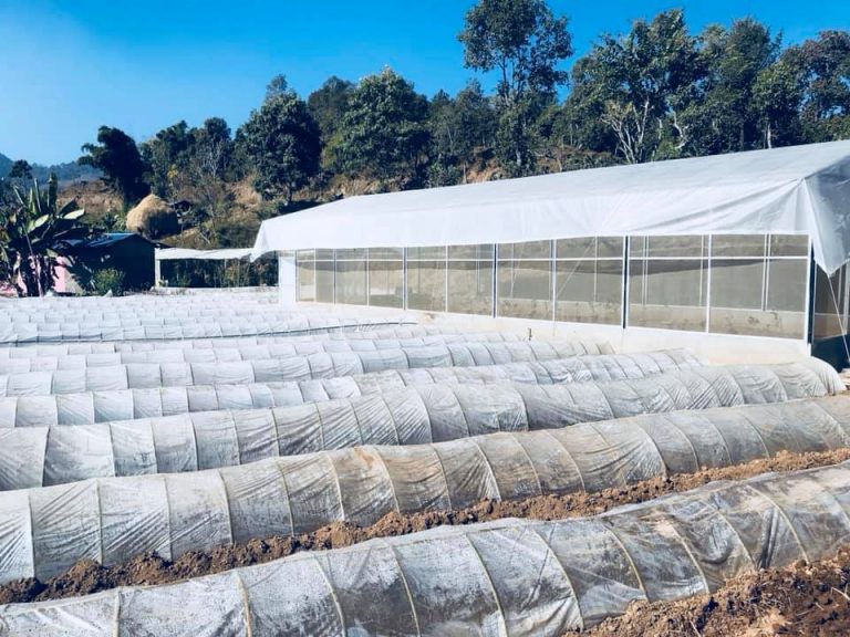 चितवनका व्यवसायीको कागती खेतीमा करोडौं लगानी