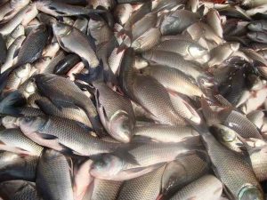 macha-fish