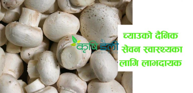 हप्ताको दुइदिन च्याउ खाने मान्छेको सम्झने क्षमता तेज – अध्ययन अनुसन्धान