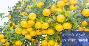 दोलखामा २ करोडको सुन्तला उत्पादन